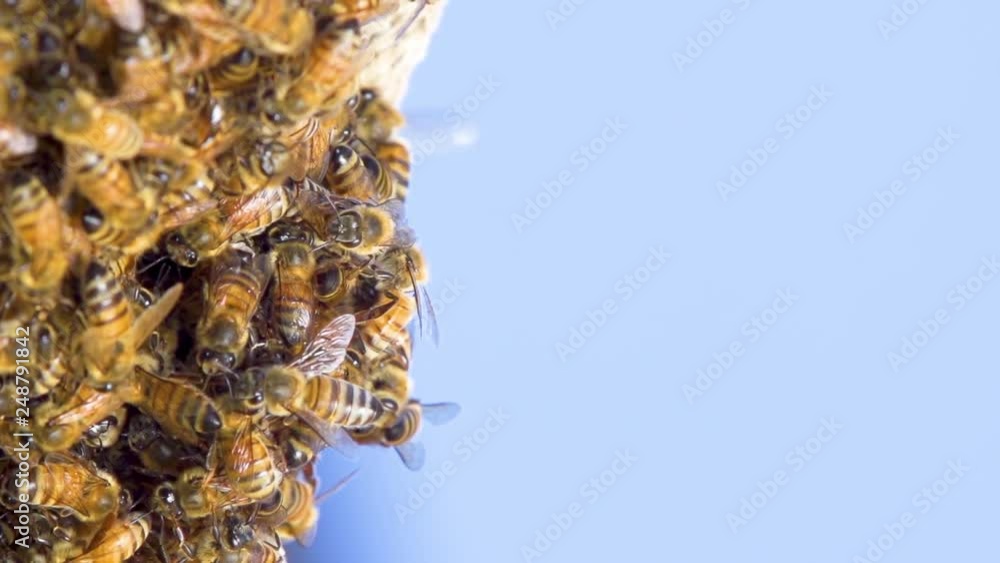 Macro shot of a forming bee's hive. Shot with a high-speed camera. Macro shot of a forming bee's hive. Shot with a high-speed camera.