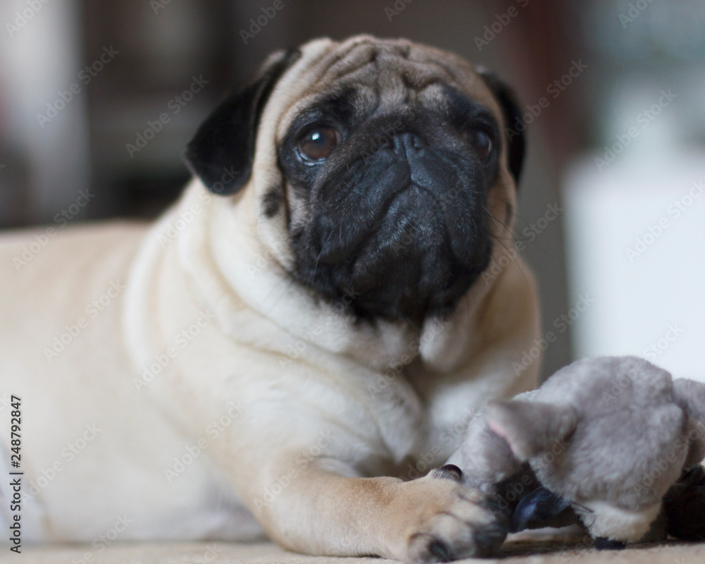 Funny pug dog playing with plush toy mouse