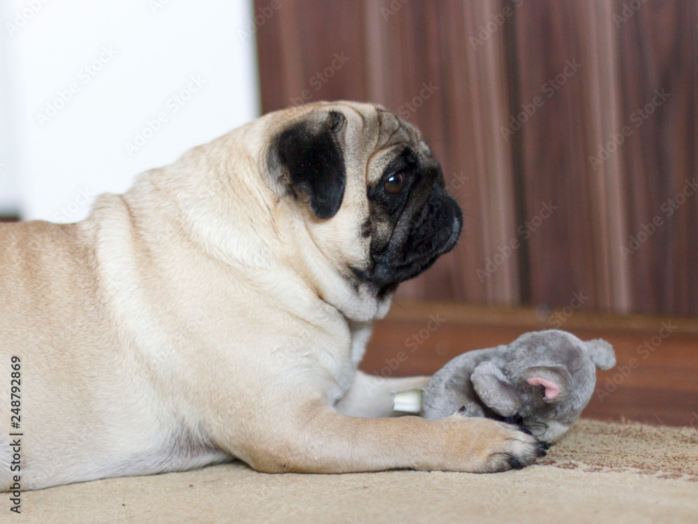 Funny pug dog playing with plush toy mouse