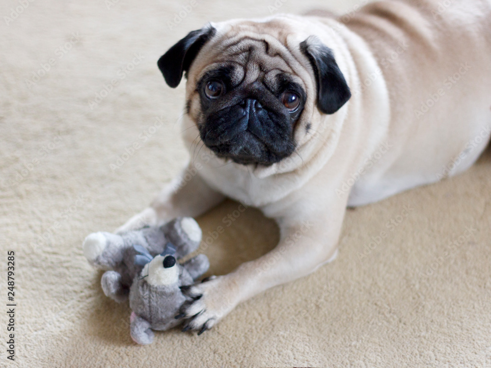 Obraz premium Funny pug dog playing with plush toy mouse
