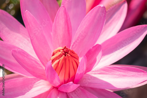 Red lotus pollen flower