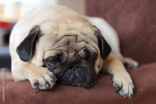 Very sad dog pug with sad big eyes lies on brown chair