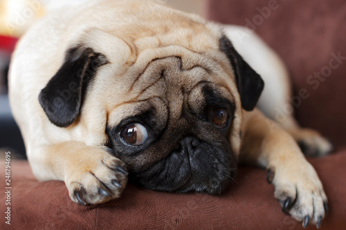 Very sad dog pug with sad big eyes lies on brown chair