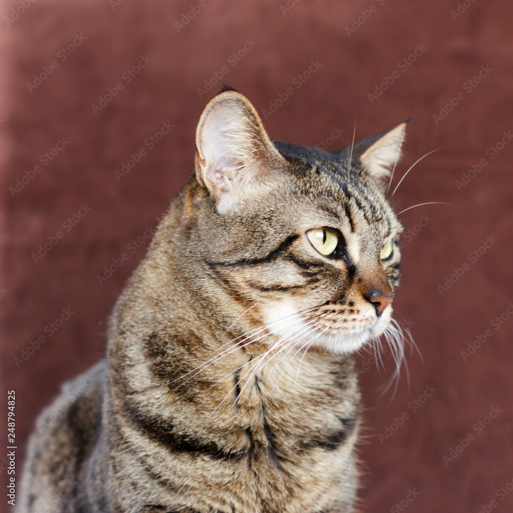 Adult mongrel striped domestic cat looks to the side