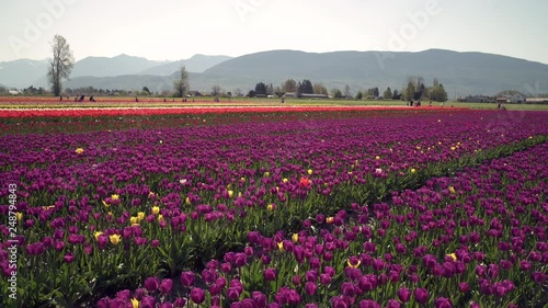 Wallpaper Mural Fields of Tulips, Fraser Valley, BC, 4K. UHD. A field of tulips in the sunshine. 4K. UHD. Torontodigital.ca