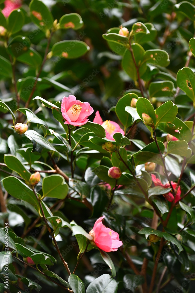 椿の花 椿の花