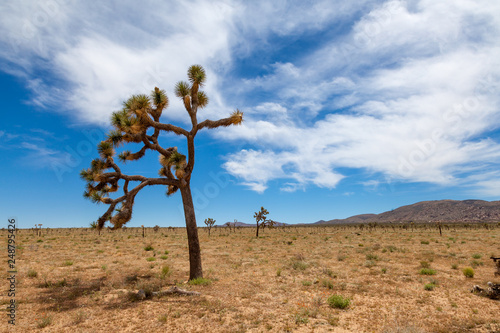 Joshua Tree California