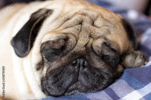 Very sad dog pug with sad big eyes lies on a checkered rug