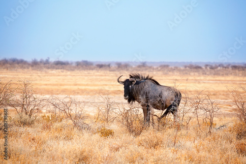 Fototapeta Naklejka Na Ścianę i Meble -  One wildebeest on yellow grass and blue sky background close up in Etosha National Park, safari during the dry season in Namibia, Southern Africa