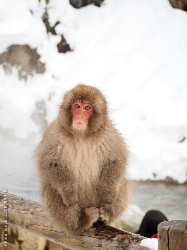 Snow monkey at hot spring in Winter season.
