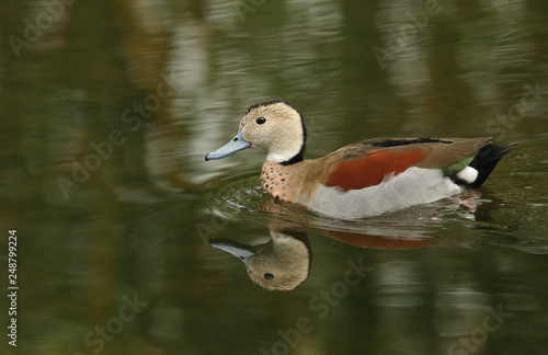 A Ringed teal or Ringed-necked Teal (Callonetta leucophrys) swimming in a stream. photo