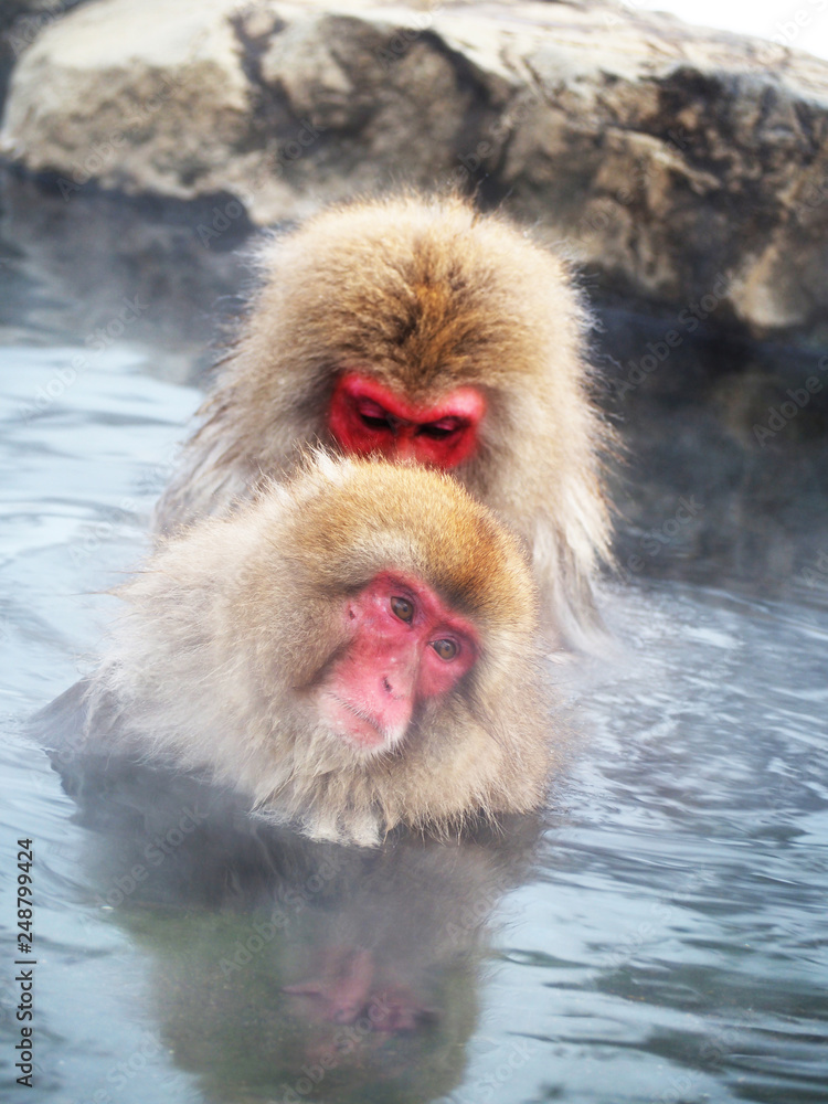 Naklejka premium Snow monkey at hot spring in Winter season.