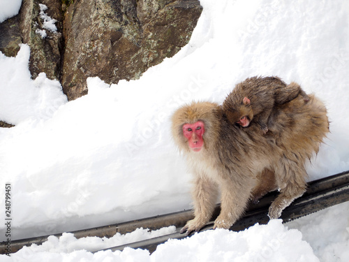 Snow monkey at hot spring in Winter season.