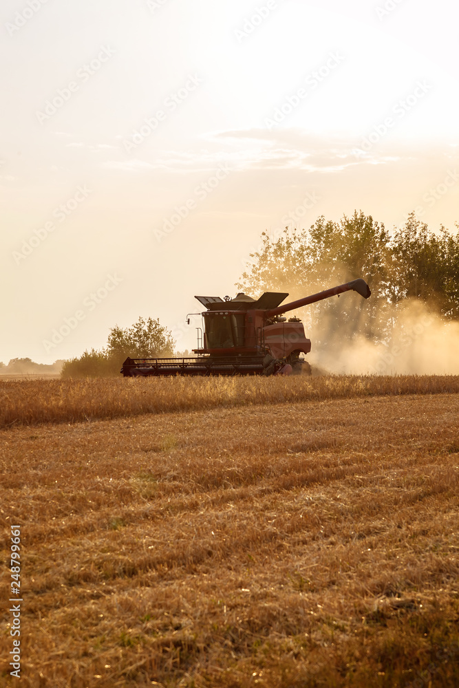 Naklejka premium Combine harvester in a wheat field on a sunny summer day