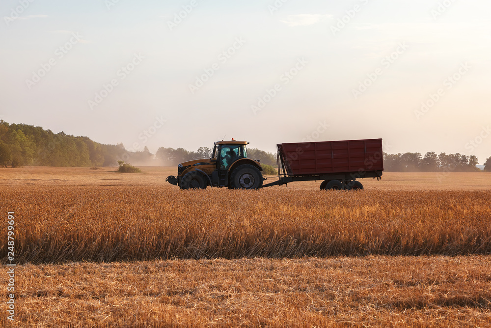 Obraz premium Combine harvester in a wheat field on a sunny summer day