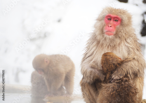 Snow monkey at hot spring in Winter season. © Salaithip