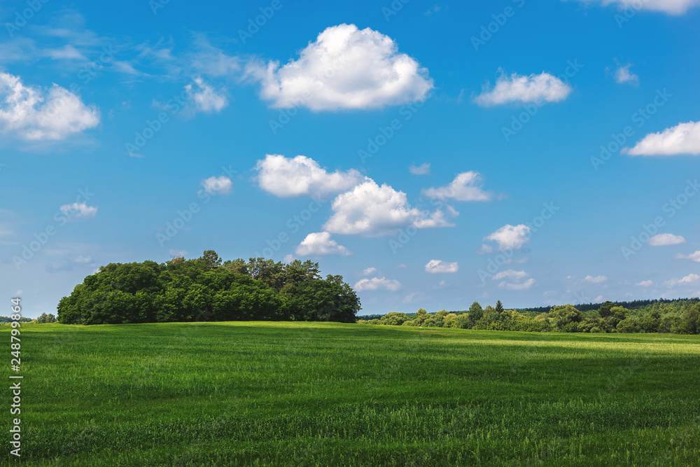 Green meadow and wheat field on a sunny day
