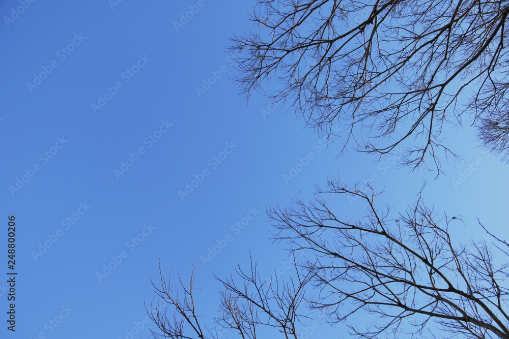 冬、空、木 冬、空、木