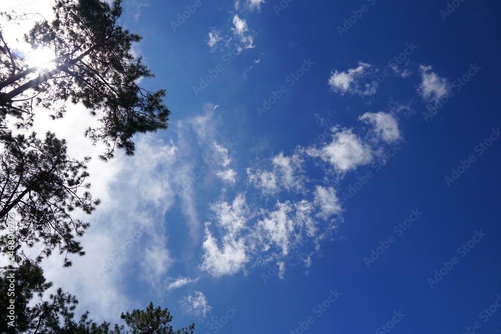 Tree silhouette on blue sky and cloud background, beautiful nature blue sky with trees, Looking up branch on sky background, pictured from Space for text in template, abstract wallpaper, Empty concept Tree silhouette on blue sky and cloud background, beautiful nature blue sky with trees, Looking up branch on sky background, pictured from Space for text in template, abstract wallpaper, Empty concept