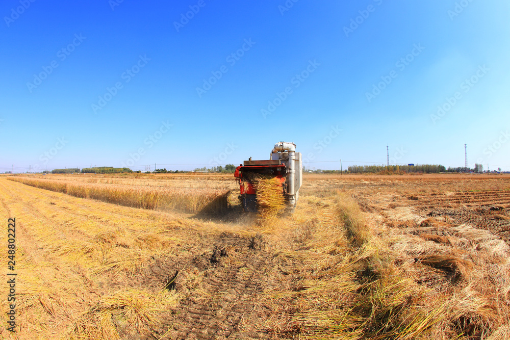 Fototapeta premium Harvester machine is harvesting rice