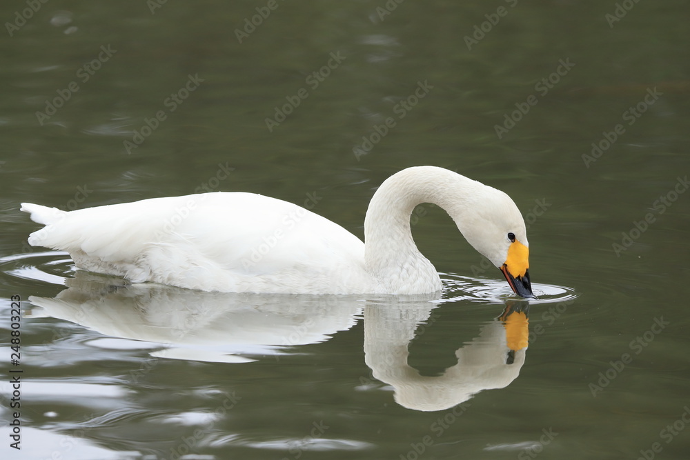 Obraz premium ハクチョウ Swan