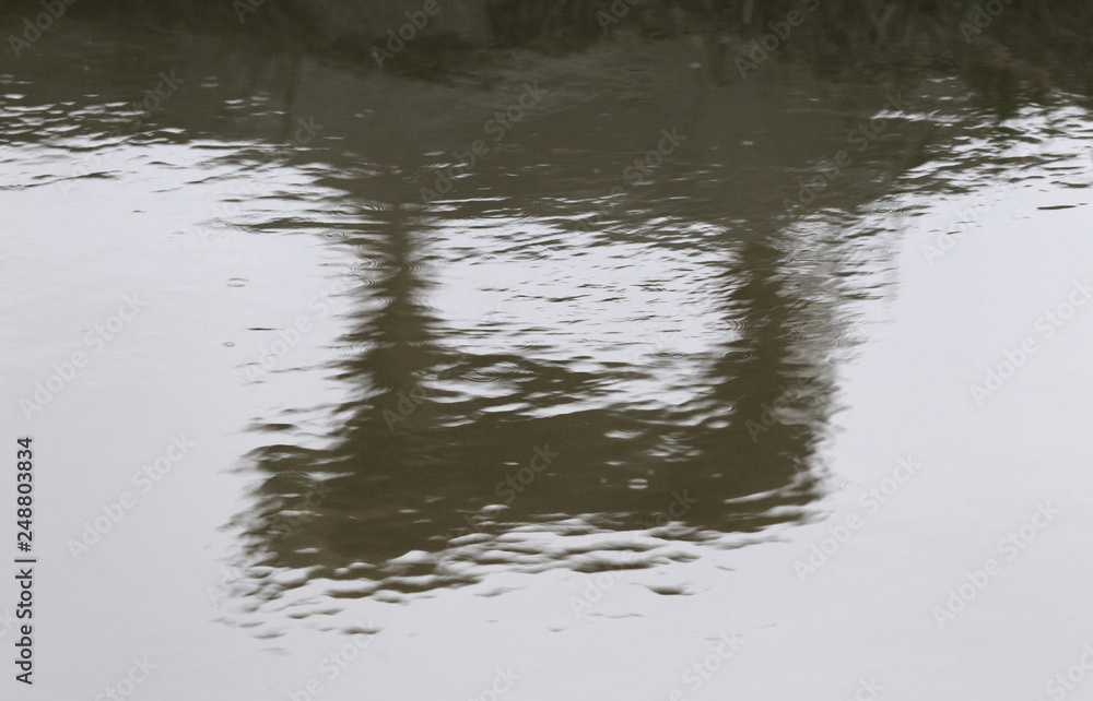 Reflection of a lioness in the water Reflection of a lioness in the water