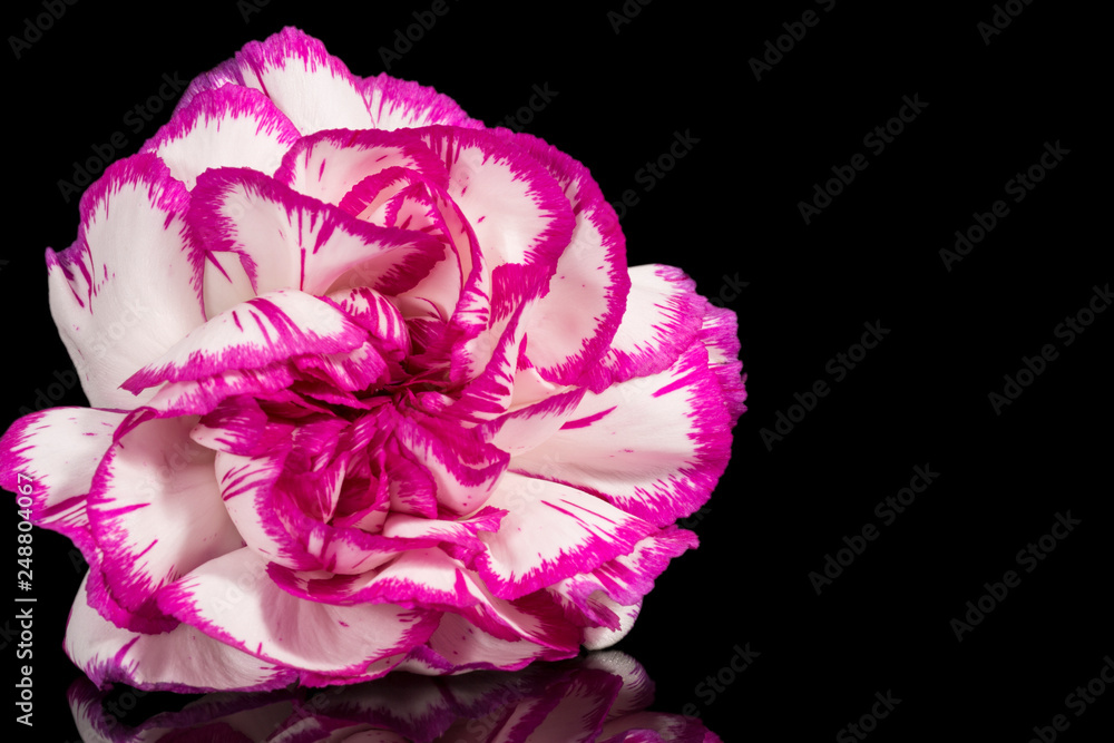 Single flower of carnation (Dianthus) on black background, mirror reflection Single flower of carnation (Dianthus) on black background, mirror reflection