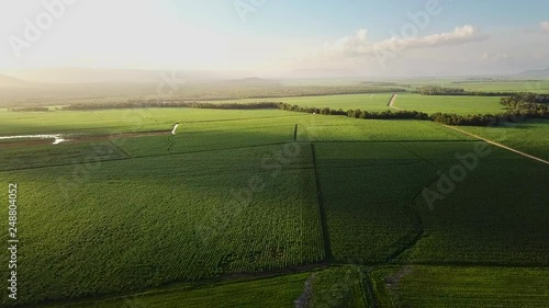 Drone flying over enormous sugarcane fields that stretch to the horizon, with sunset outside left of frame. photo