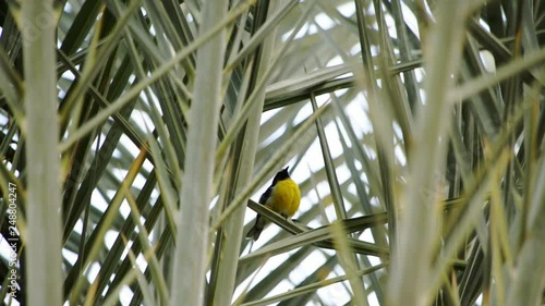 Caribbean bird on a palm in Curacao. photo