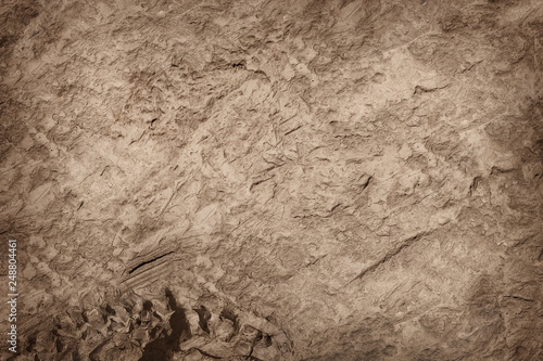 Some parts of artificial Dinosaur fossil background © prapann
