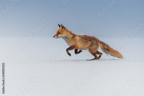 Red fox (Vulpes vulpes) with a bushy tail hunting in the snow in winter in Algonquin Park in Canada