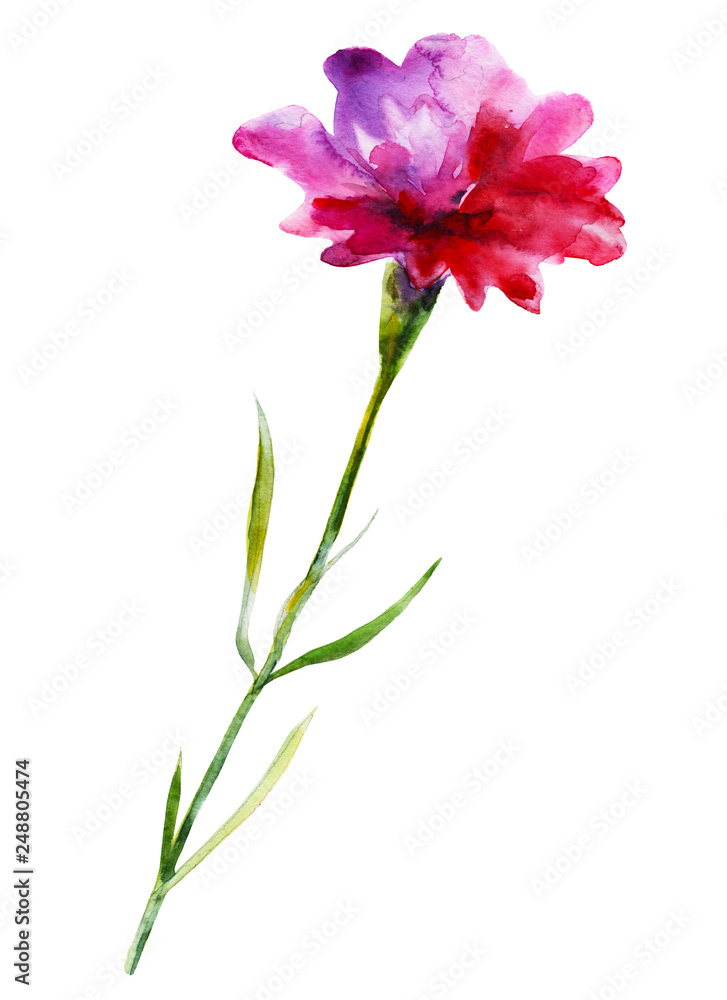 Carnation flower hand drawn watercolor illustration.  Element for design of greeting cards, invitations for weddings, holidays,  valentines day. Isolated object.