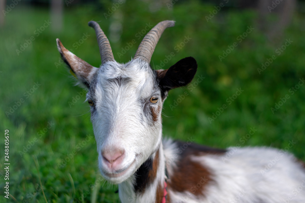 Cute white and brown goat portrait on pasture, countryside farming Cute white and brown goat portrait on pasture, countryside farming