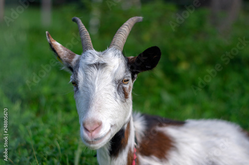 Cute white and brown goat portrait on pasture, countryside farming