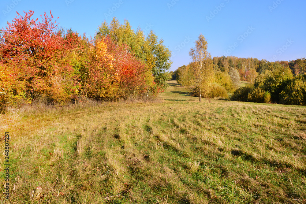 piękna jesień, pole i las