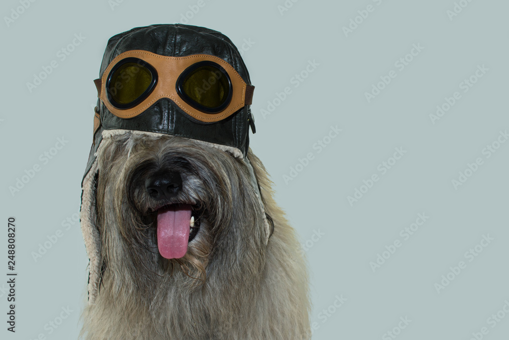 dog aviator goggles