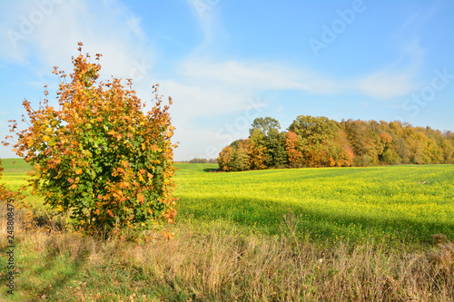 Piękny jesienny krajobraz, pole i las