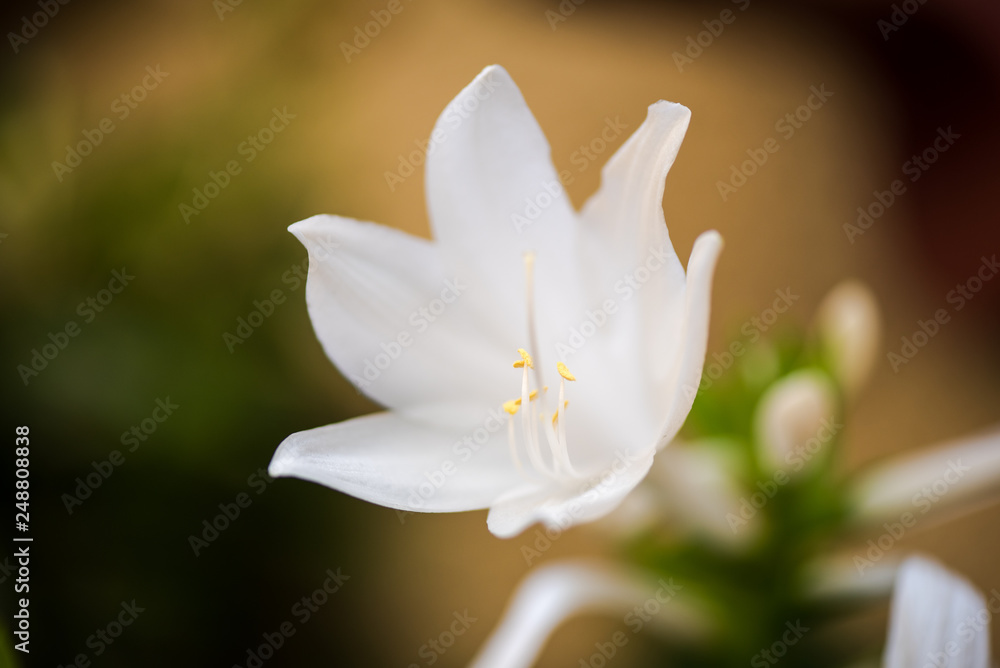 White lilium flower