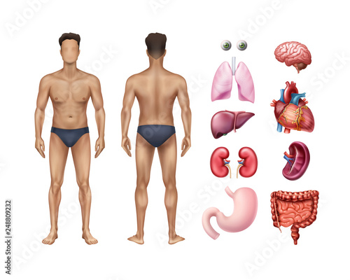 Vector illustration of male body template front and back with human internal organs detailed icons set on background