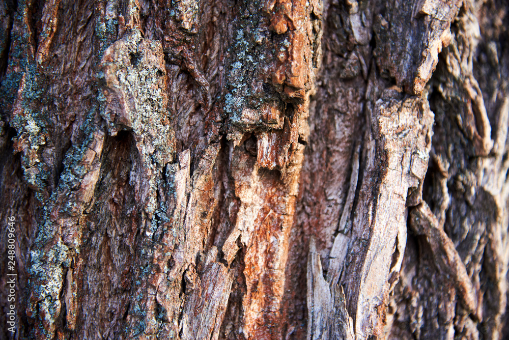 Tree bark on a Sunny day. abstract, bark, background, forest Tree bark on a Sunny day. abstract, bark, background, forest