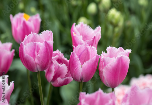 pink tulips flowers blooming in a garden