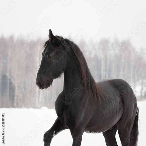 Portrait of a beautiful black friesian horse on the white snow-covered field background in the winter