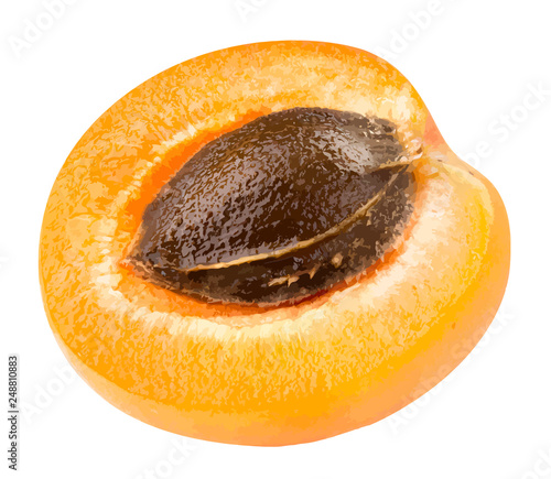 Apricot vector illustration