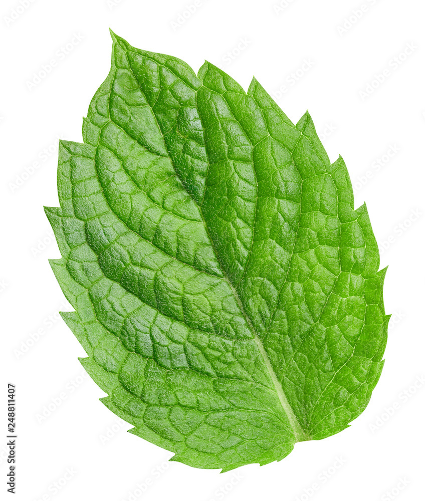 Obraz premium Fresh mint isolated Clipping Path