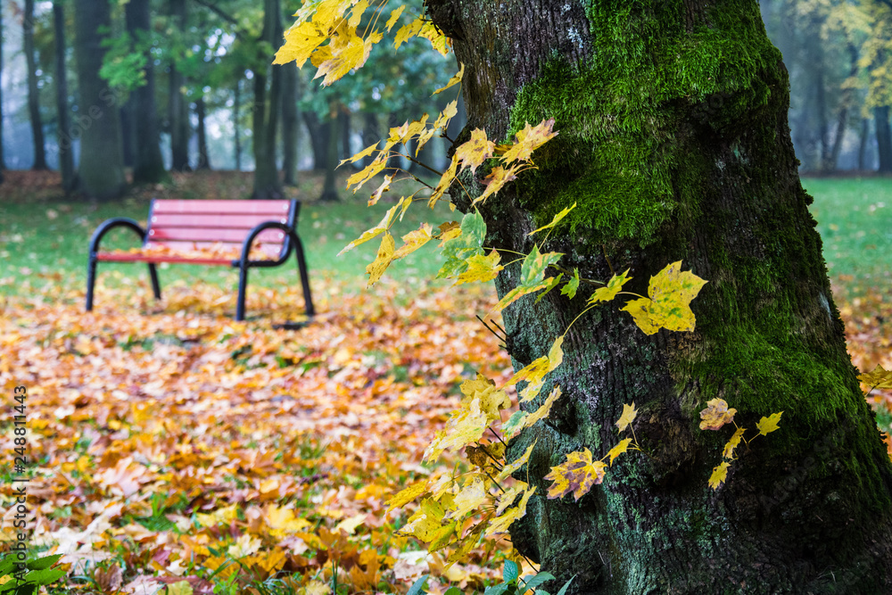 piękna jesień w parku, ławka - obrazy, fototapety, plakaty 