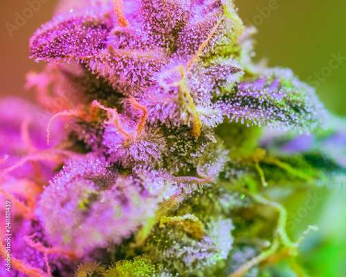 Close-up Marijuana Bud. Macro of trichomes on female cannabis indica plant leaf. Cannabis flower seen under a microscope. tetracanabinol contained in trichomes of marijuana.