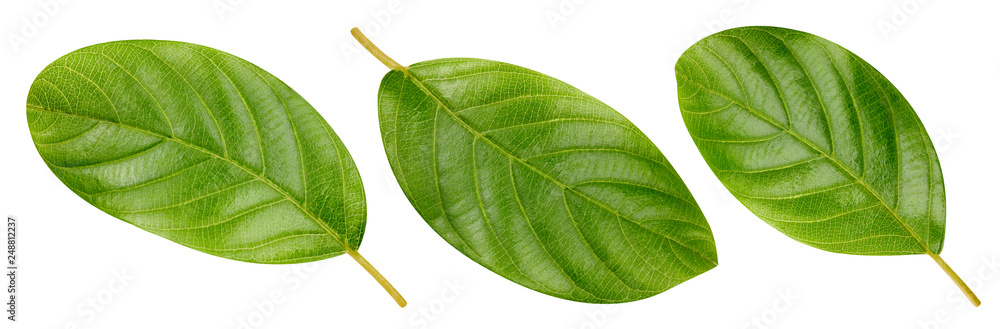 Obraz premium Nut leaves Clipping Path
