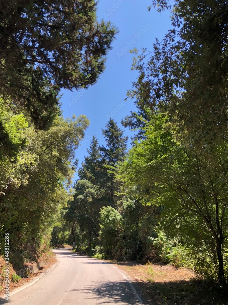 Obraz premium road in the forest