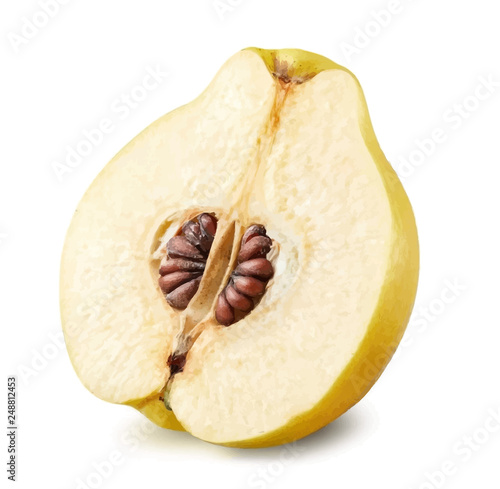 Quince vector illustration