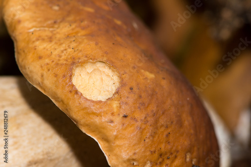 Close up shoot of the cap of the Penny Bun photo